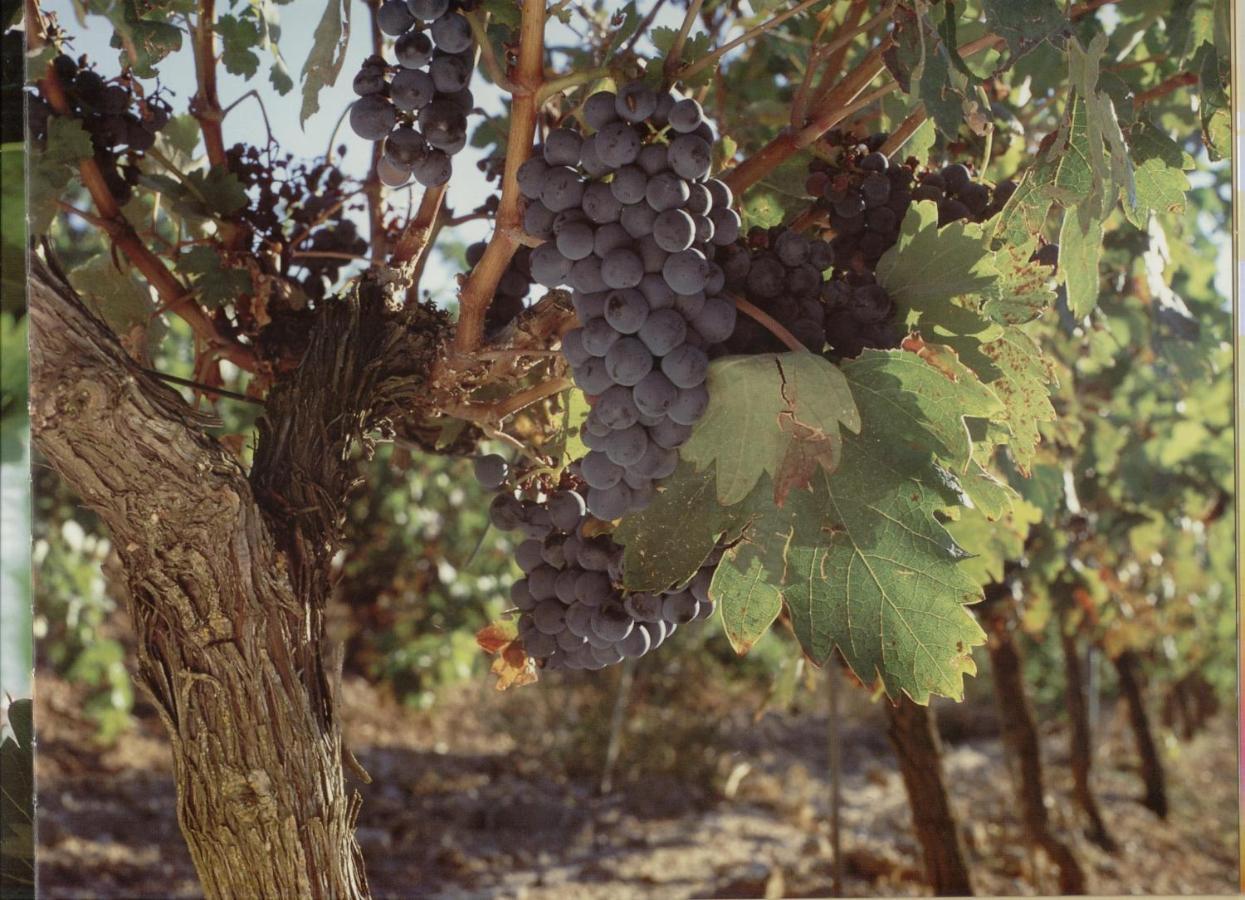 Alojamiento Rural Pueblo De La Ribera Peñafiel エクステリア 写真